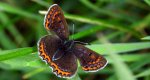 Czerwończyk fioletek (Lycaena helle)