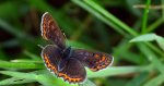 Czerwończyk fioletek (Lycaena helle)