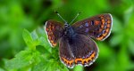 Czerwończyk fioletek (Lycaena helle)