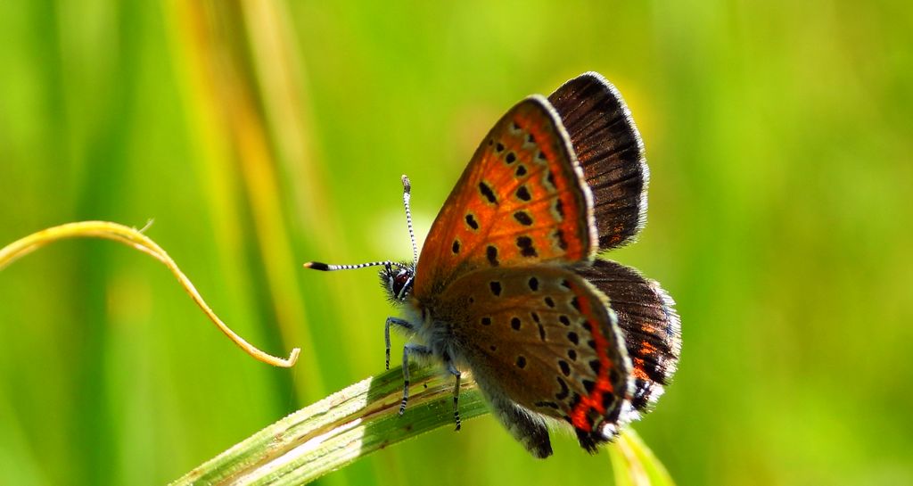 Czerwończyk fioletek (Lycaena helle)