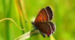 Czerwończyk fioletek (Lycaena helle)
