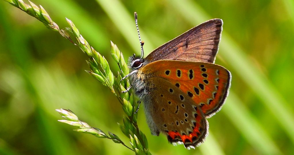 Czerwończyk fioletek (Lycaena helle)