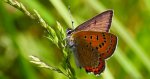 Czerwończyk fioletek (Lycaena helle)