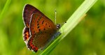 Czerwończyk fioletek (Lycaena helle)