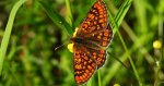 Przeplatka aurinia (Euphydryas aurinia)
