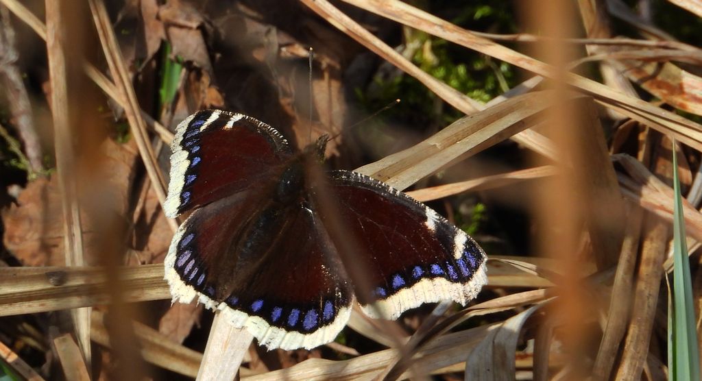 Rusałka żałobnik (Nymphalis antiopa)