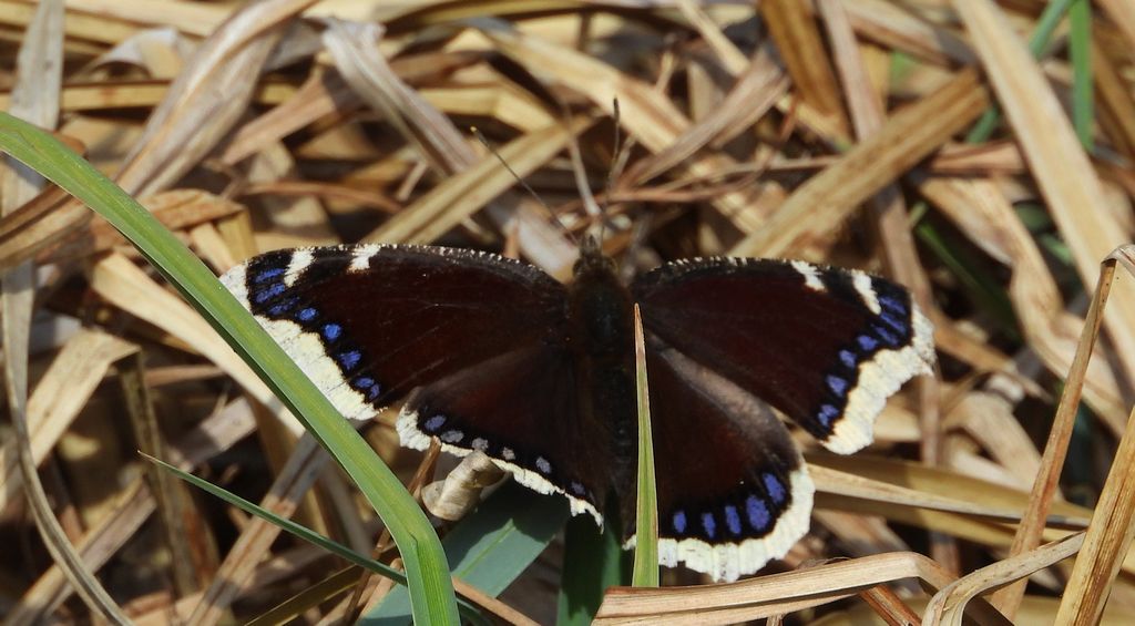 Rusałka żałobnik (Nymphalis antiopa)