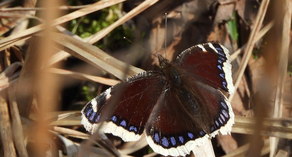 Rusałka żałobnik (Nymphalis antiopa)