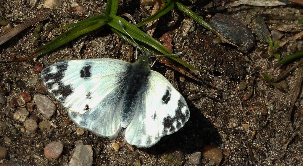 Bielinek rukiewnik, białawiec rukiewnik (Pontia edusa)