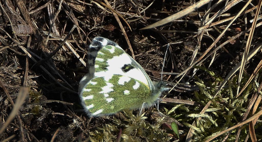 Bielinek rukiewnik, białawiec rukiewnik (Pontia edusa)