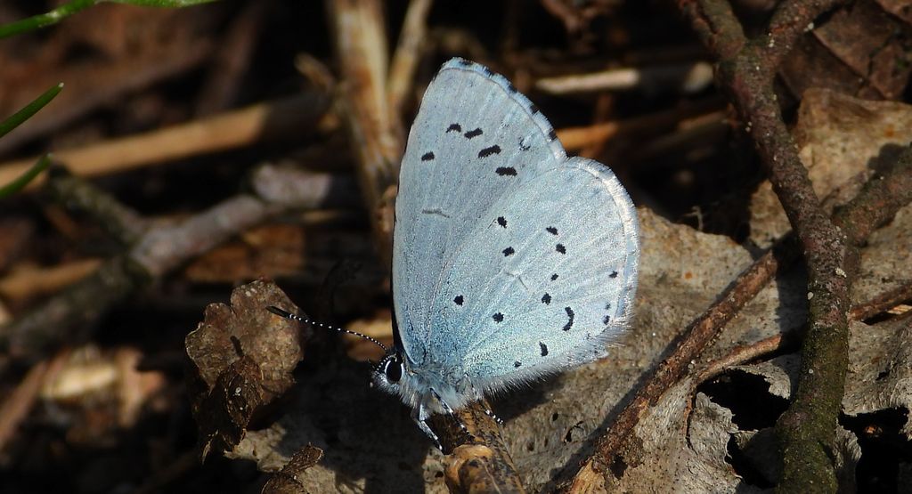 Modraszek wieszczek (Celastrina argiolus)