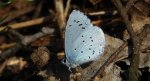 Modraszek wieszczek (Celastrina argiolus)