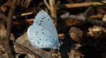 Modraszek wieszczek (Celastrina argiolus)