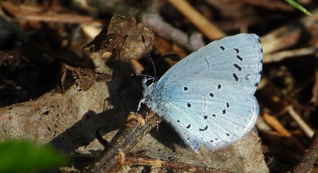 Modraszek wieszczek (Celastrina argiolus)