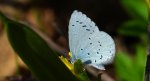 Modraszek wieszczek (Celastrina argiolus)