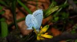 Modraszek wieszczek (Celastrina argiolus)