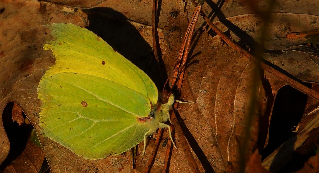 Latolistek cytrynek, listkowiec cytrynek (Gonepteryx rhamni)