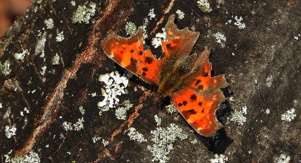 Rusałka ceik (Polygonia c-album)