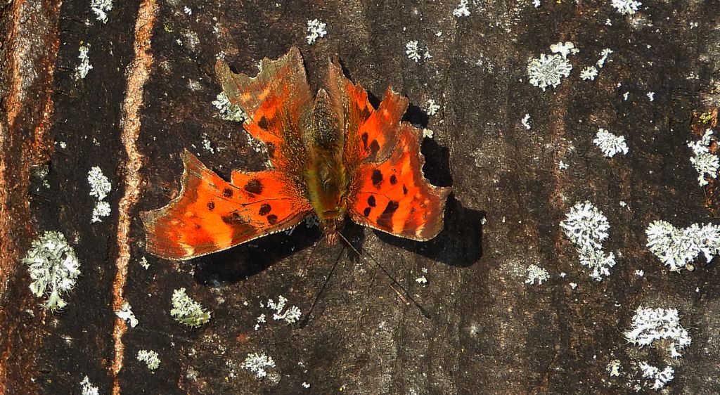Rusałka ceik (Polygonia c-album)
