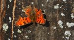 Rusałka ceik (Polygonia c-album)