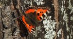 Rusałka pokrzywnik (Aglais urticae)