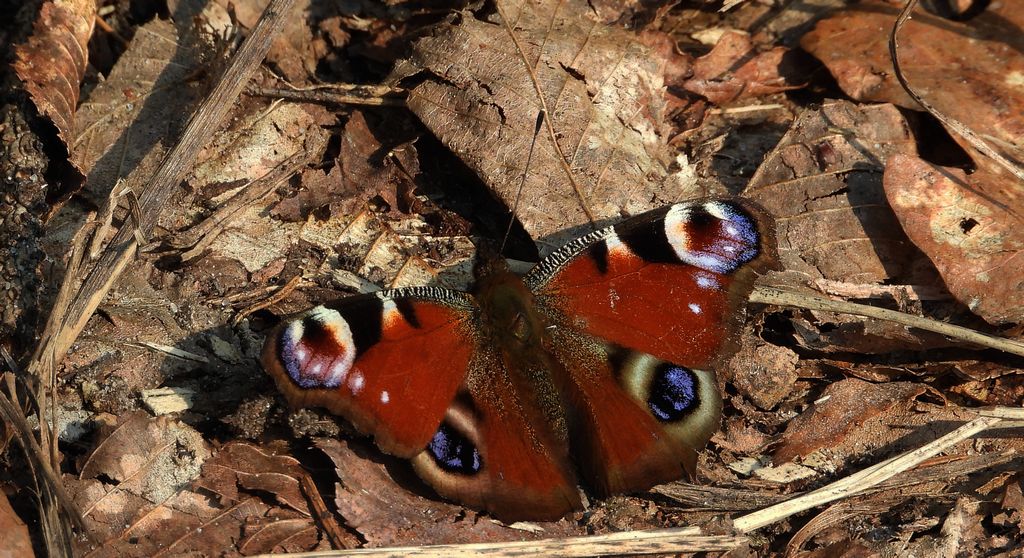 Rusałka pawik, pawie oczko (Aglais io)