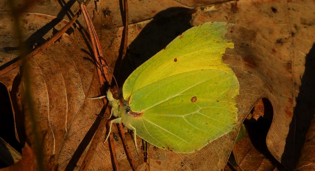 Latolistek cytrynek, listkowiec cytrynek (Gonepteryx rhamni)