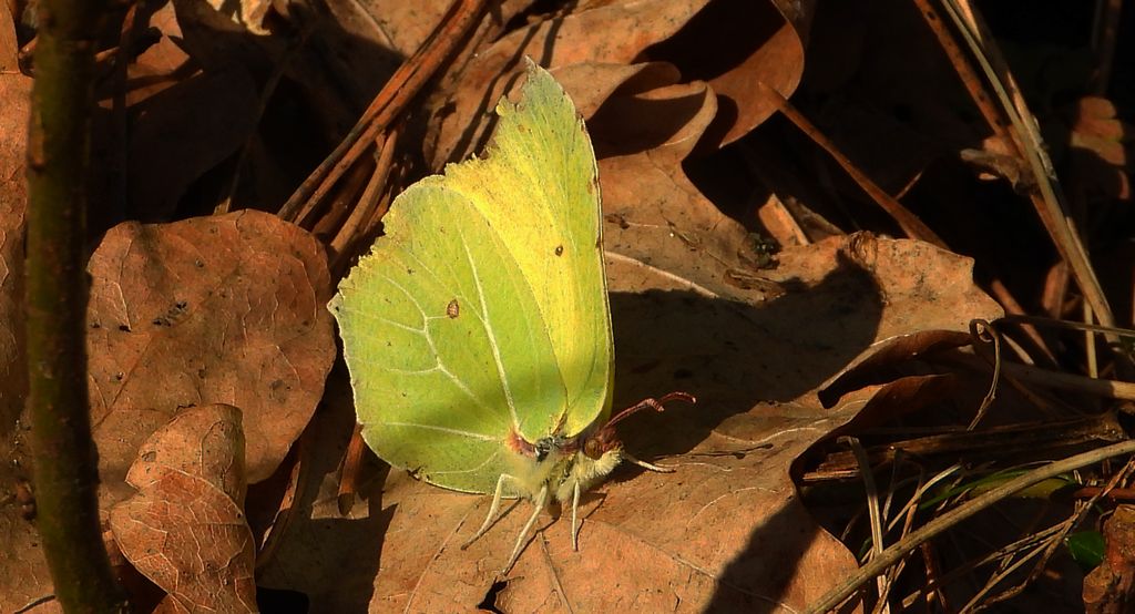 Latolistek cytrynek, listkowiec cytrynek (Gonepteryx rhamni)