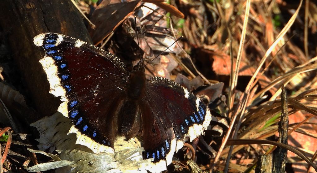 Rusałka żałobnik (Nymphalis antiopa)