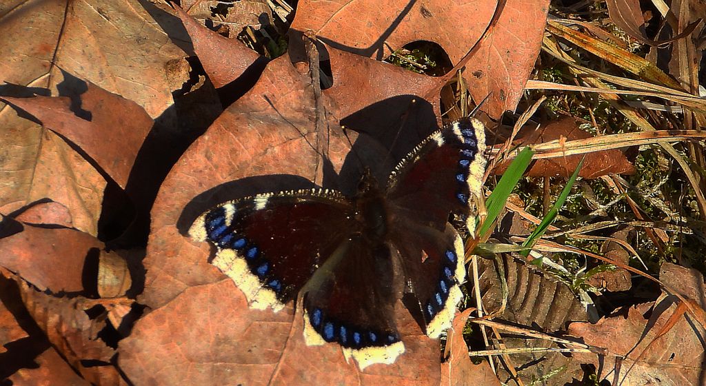 Rusałka żałobnik (Nymphalis antiopa)
