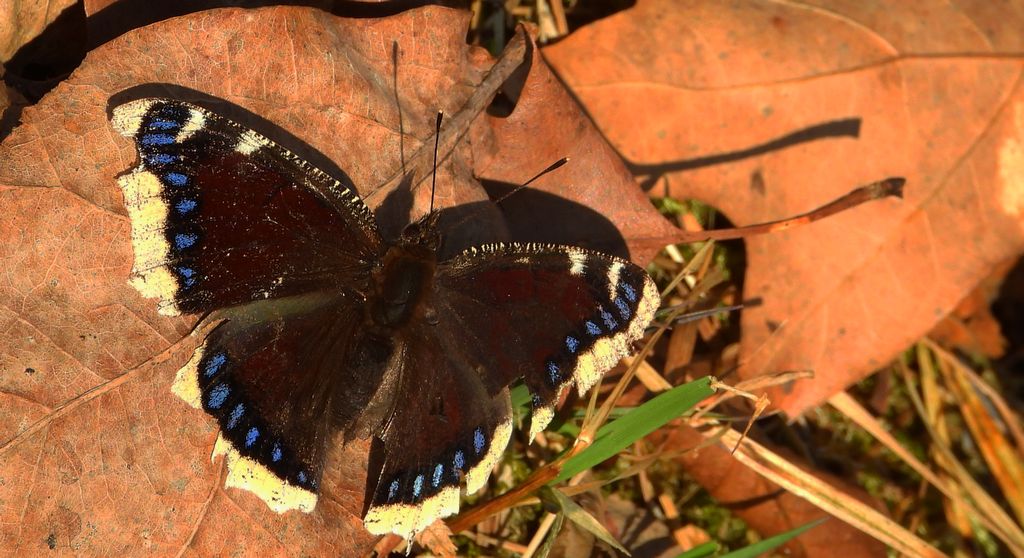 Rusałka żałobnik (Nymphalis antiopa)