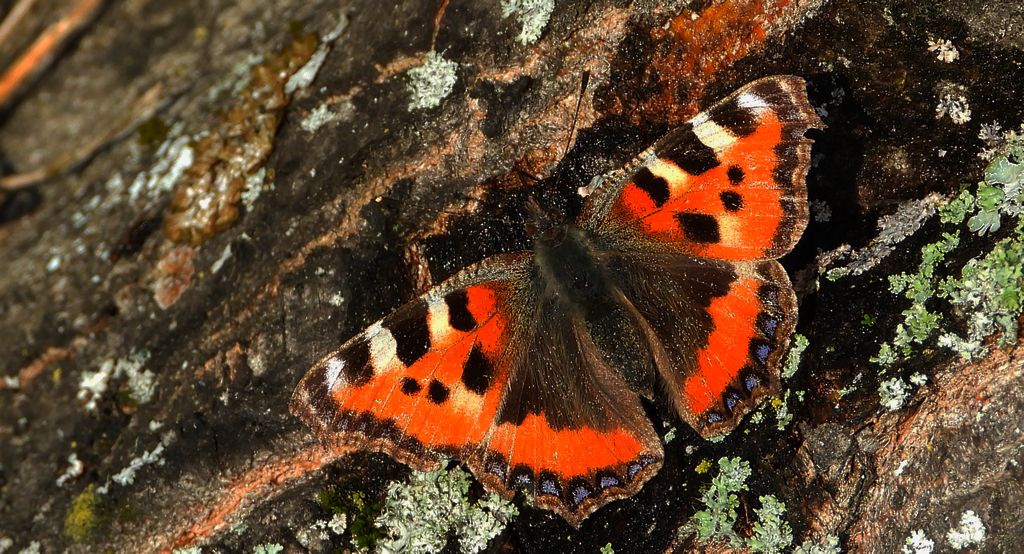 Rusałka pokrzywnik (Aglais urticae)