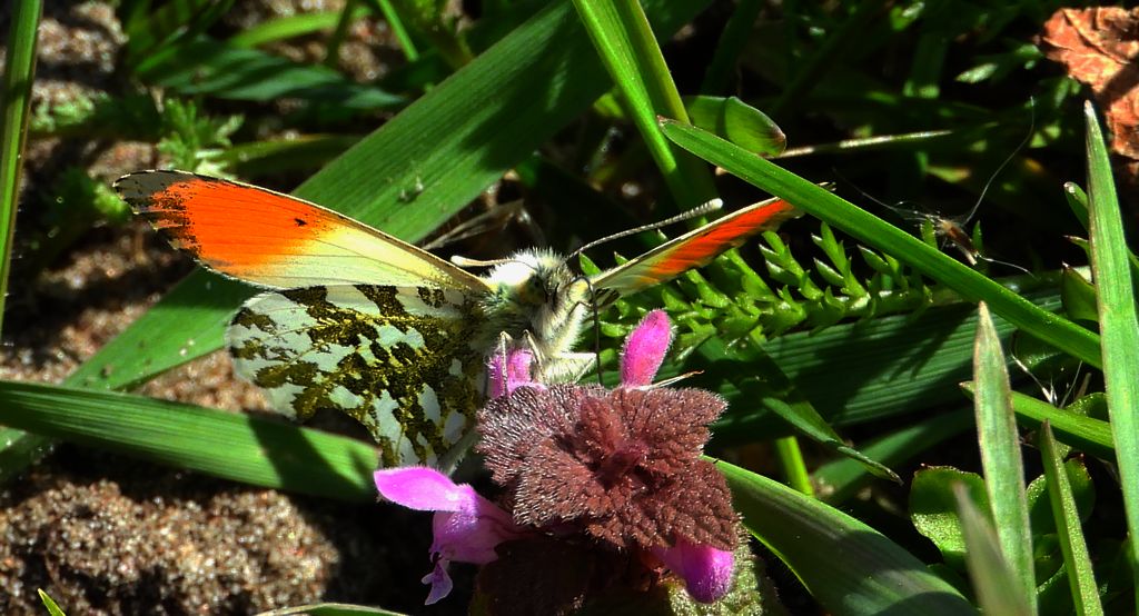 Zorzynek rzeżuchowiec (Anthocharis cardamines)