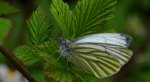 Bielinek bytomkowiec (Pieris napi)