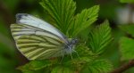 Bielinek bytomkowiec (Pieris napi)