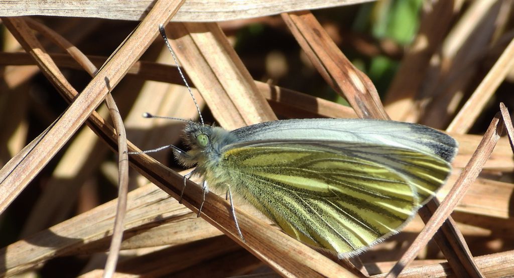 Bielinek bytomkowiec (Pieris napi)
