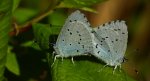 Modraszek wieszczek (Celastrina argiolus)