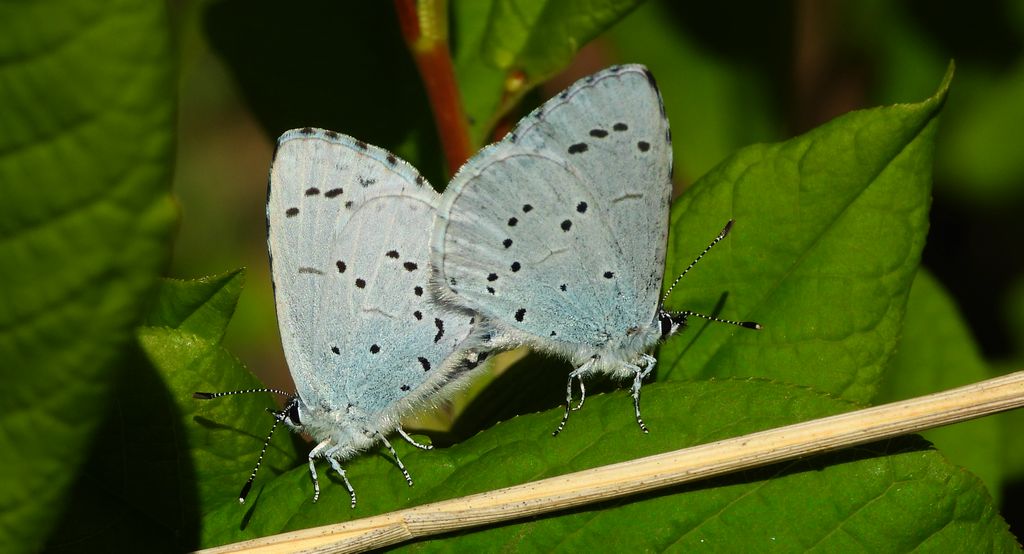 Modraszek wieszczek (Celastrina argiolus)