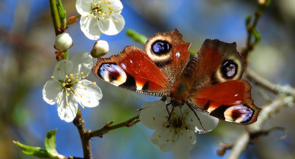 Rusałka pawik (Aglais io)