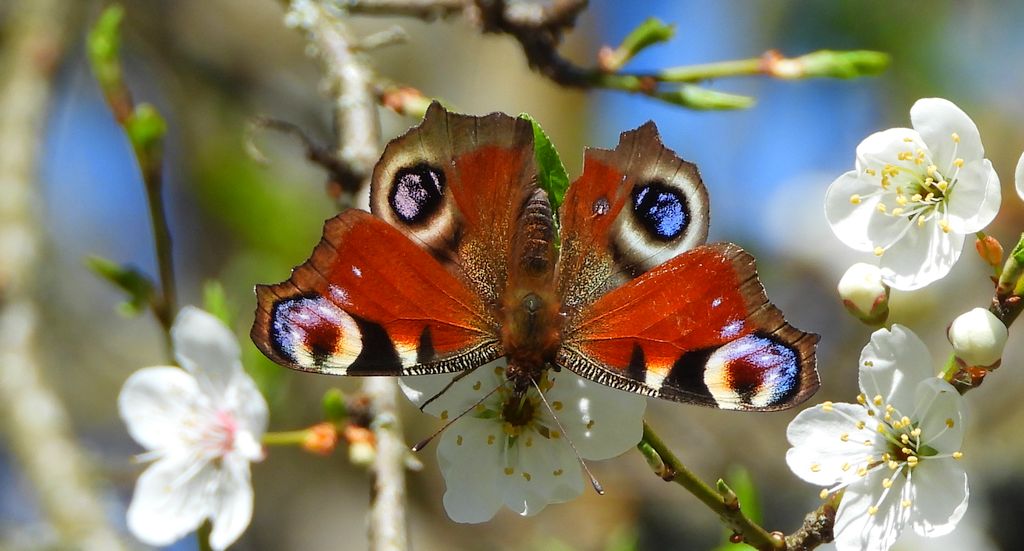 Rusałka pawik (Aglais io)