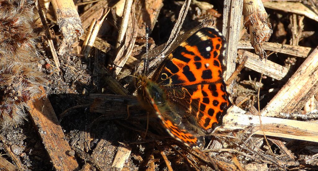Rusałka kratkowiec (Araschnia levana)