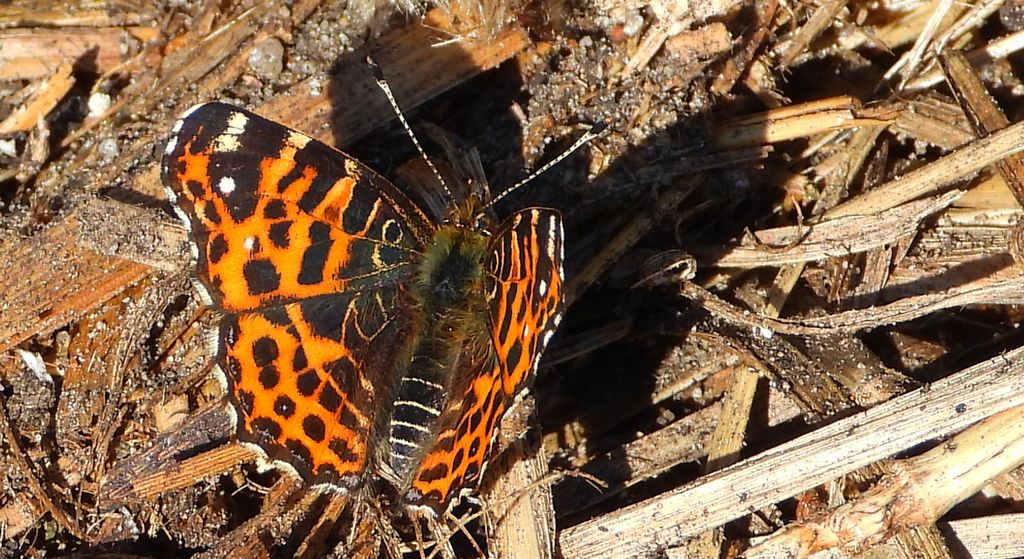 Rusałka kratkowiec (Araschnia levana)