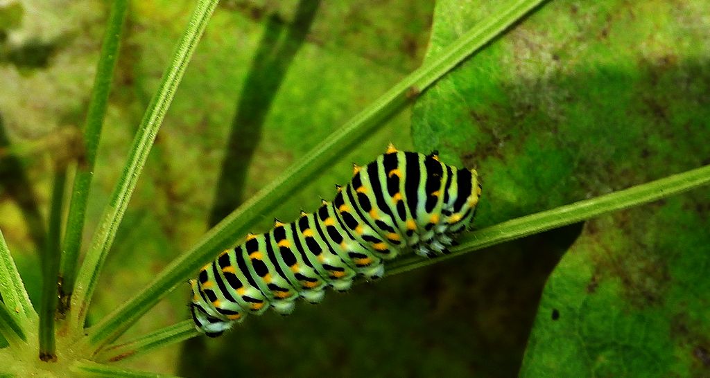 Paź królowej (Papilio machaon)