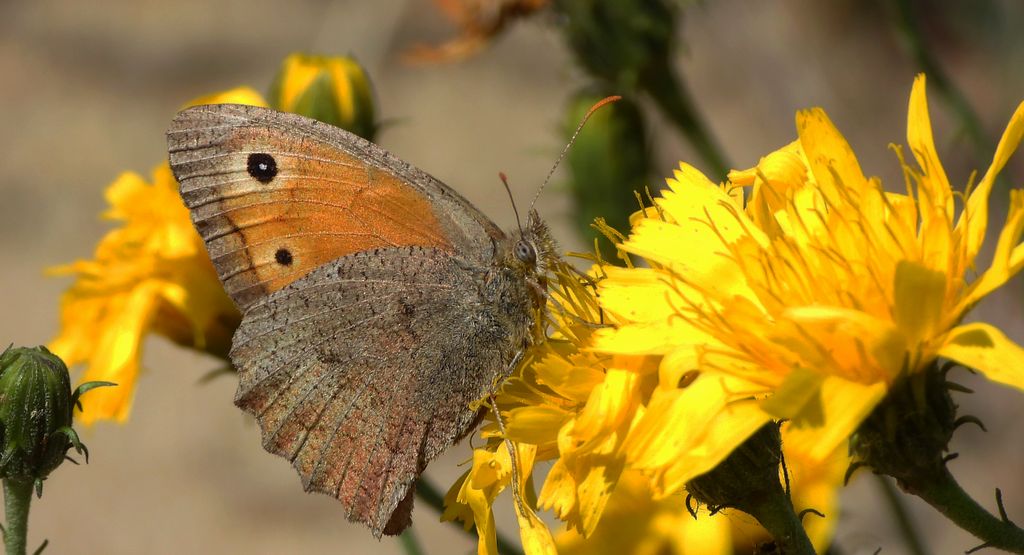 Przestrojnik likaon (Hyponephele lycaon)
