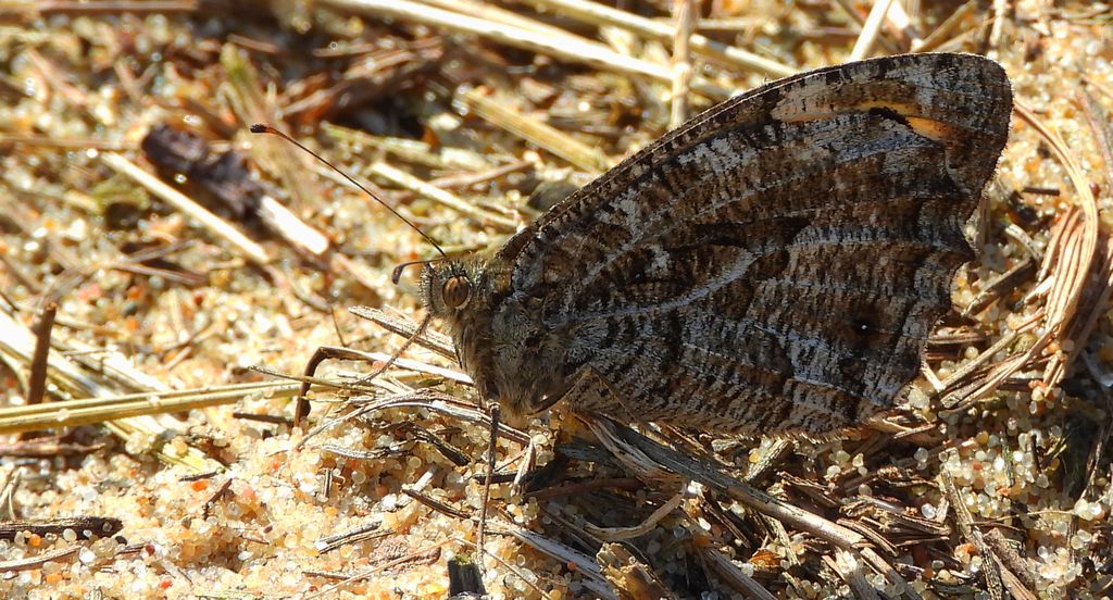 Skalnik semele (Hipparchia semele)