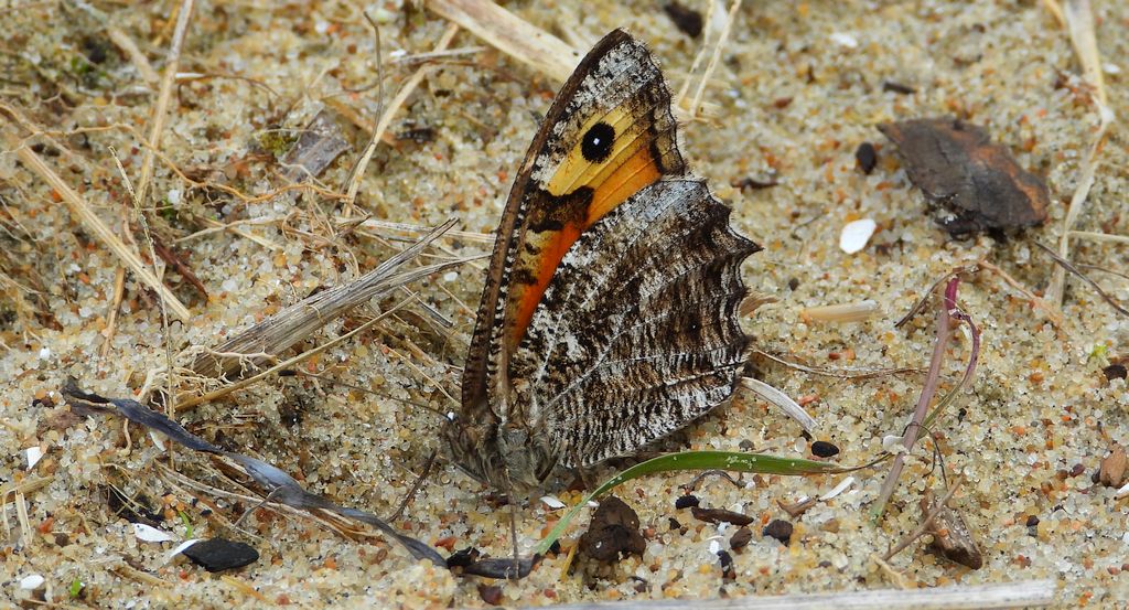 Skalnik semele (Hipparchia semele)