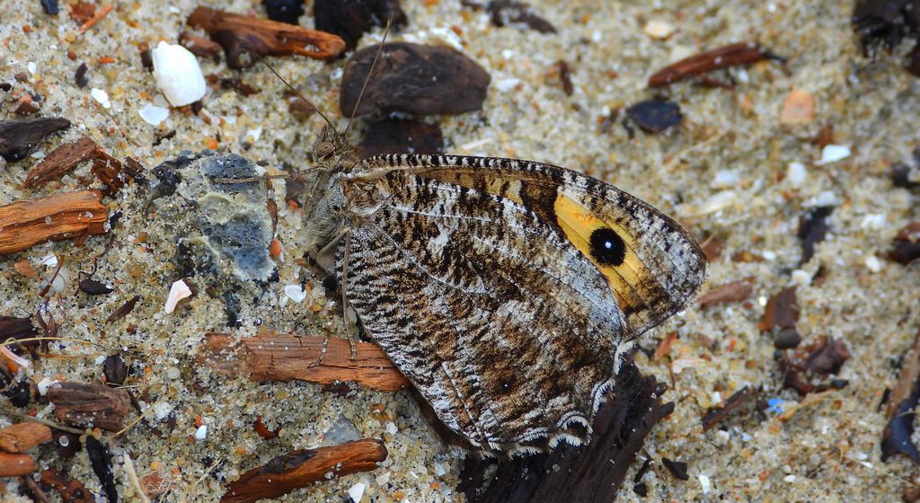 Skalnik semele (Hipparchia semele)
