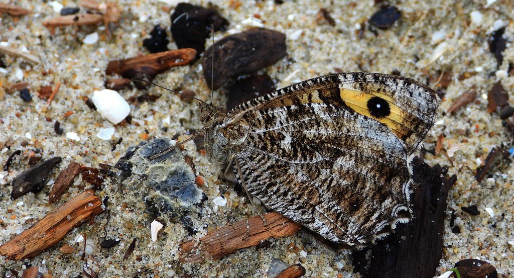 Skalnik semele (Hipparchia semele)