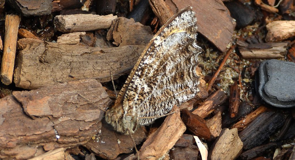 Skalnik semele (Hipparchia semele)