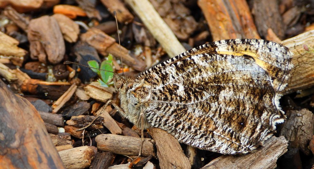 Skalnik semele (Hipparchia semele)